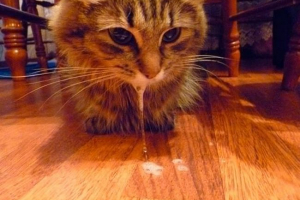 Mačka povraćanje bijele pjene: uzroci, pomoć Mačka povraćanje bijele pjene: uzroci, pomoć